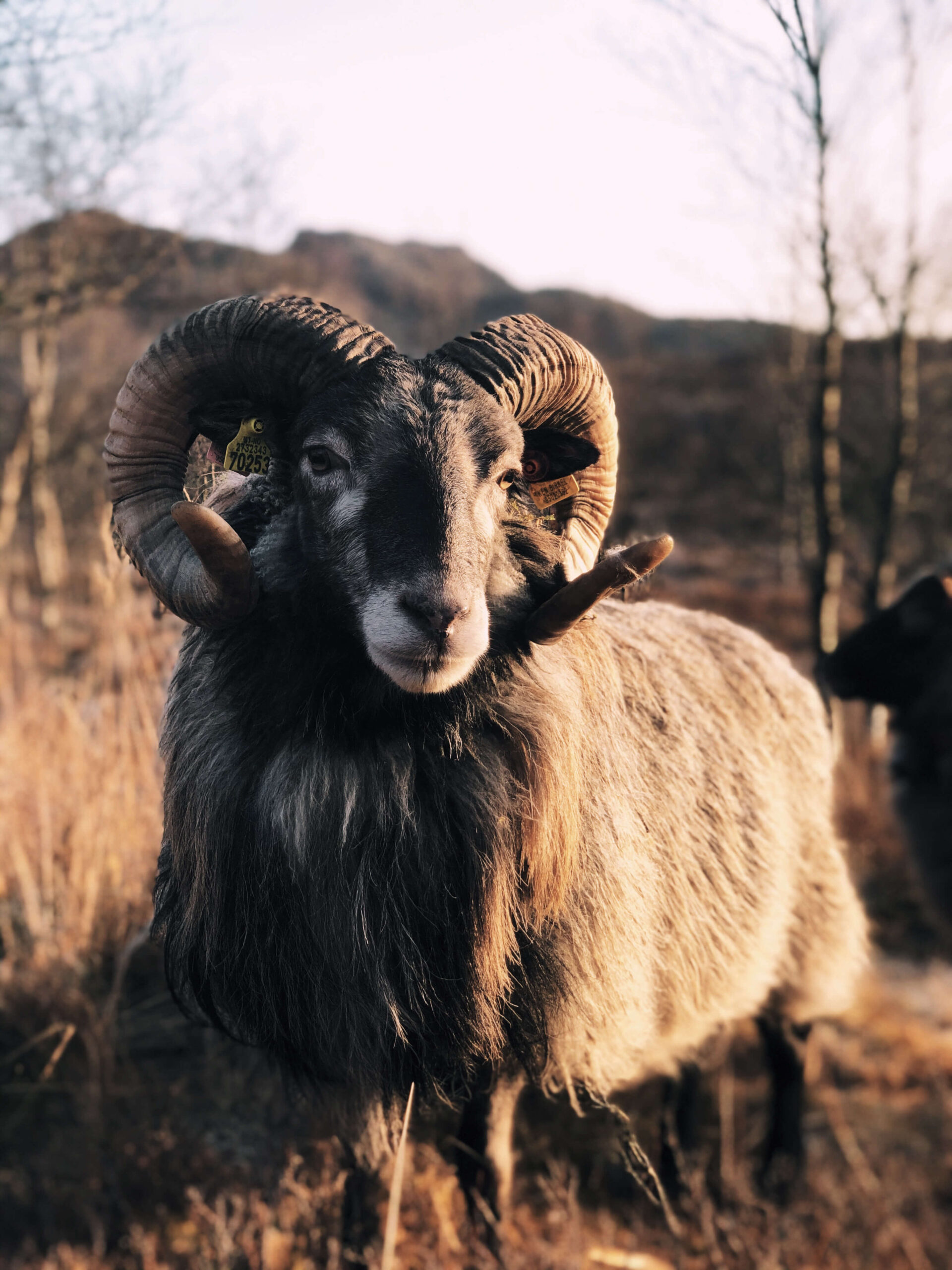 Sheep Eikund - Villa Grung - Hunter chair